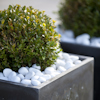 Grön buske i en rektangulär kruka täckt med vita dekorationsstenar.